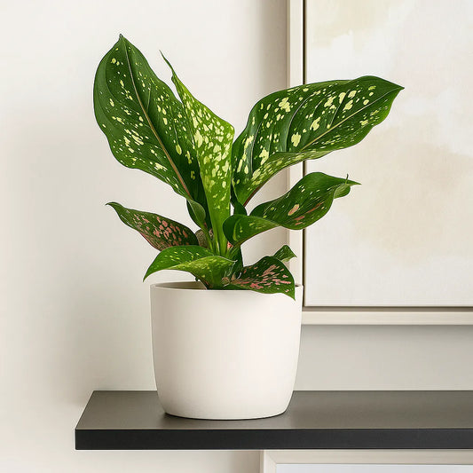 20 - 30cm Aglaonema Pink Leopard Chinese Evergreen House Plant 12cm Pot