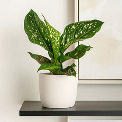 20 - 30cm Aglaonema Pink Leopard Chinese Evergreen House Plant 12cm Pot