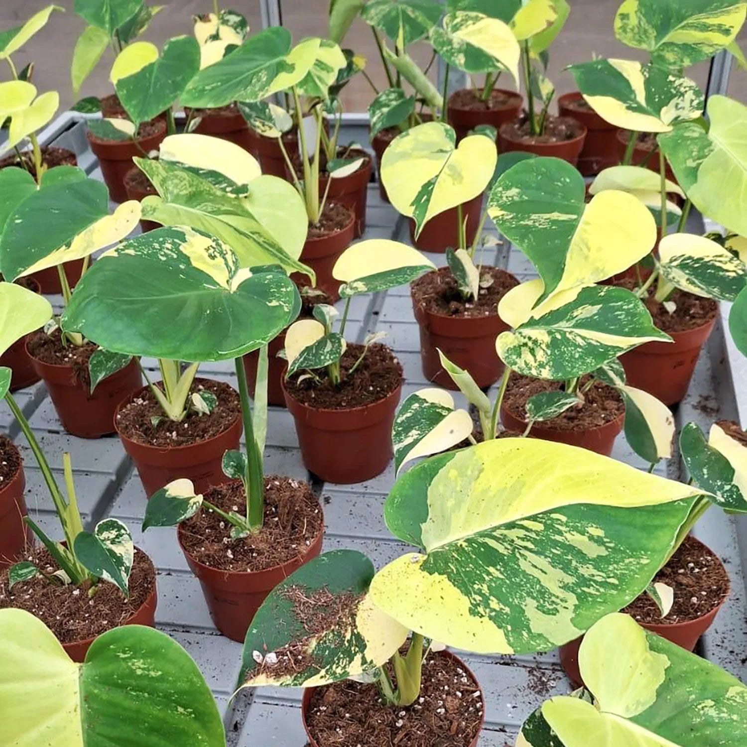 20 - 30cm Aurea Monstera Deliciosa Cheese House Plant 12cm Pot