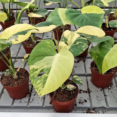 20 - 30cm Aurea Monstera Deliciosa Cheese House Plant 12cm Pot