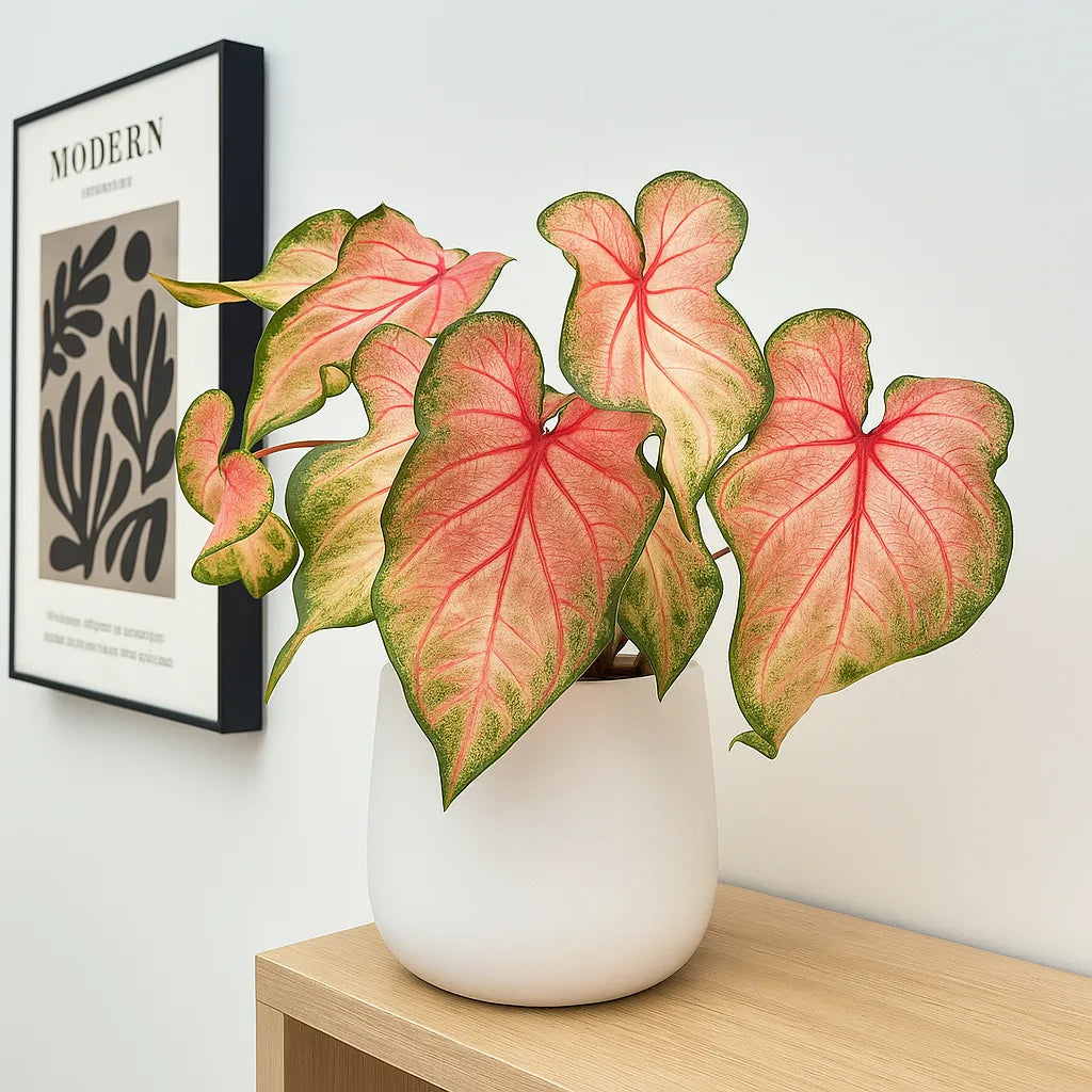 elephant ear caladium plant 20
