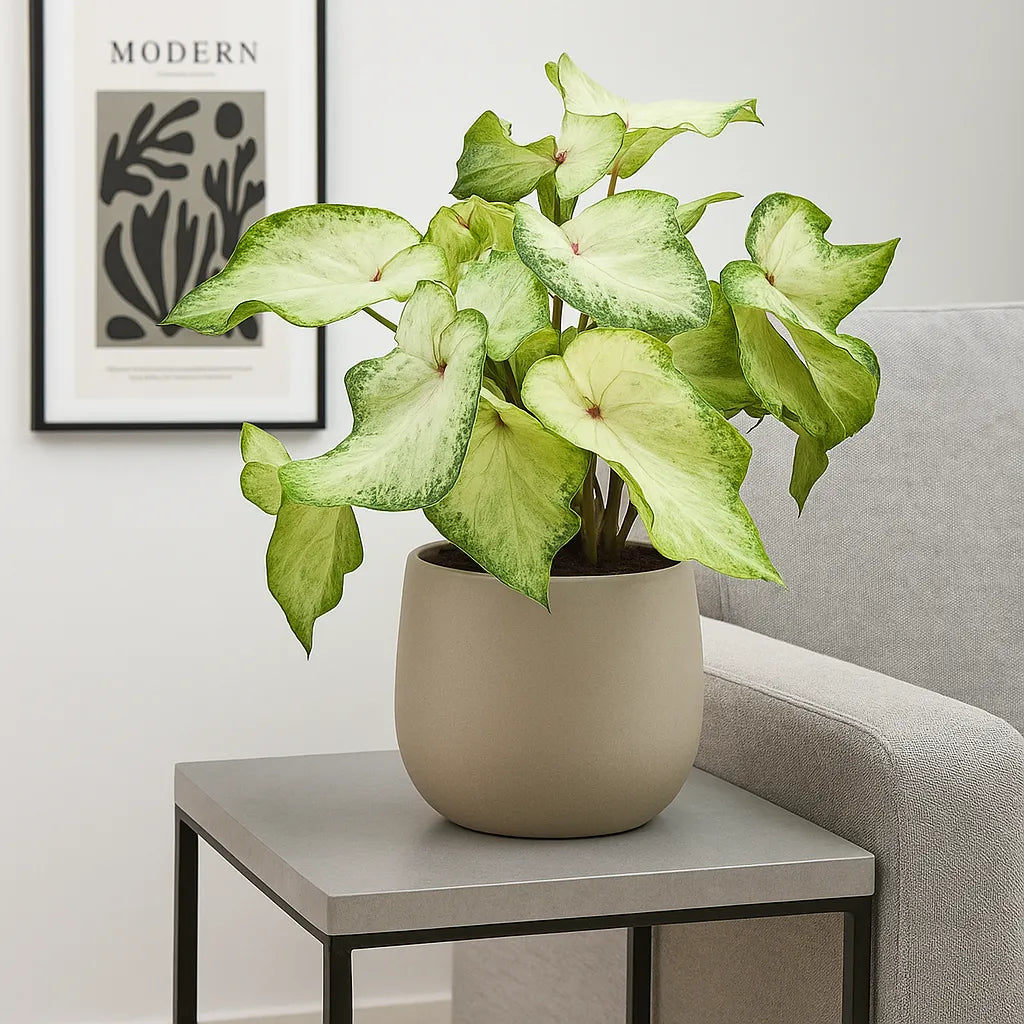 albino elephant ear plant 20