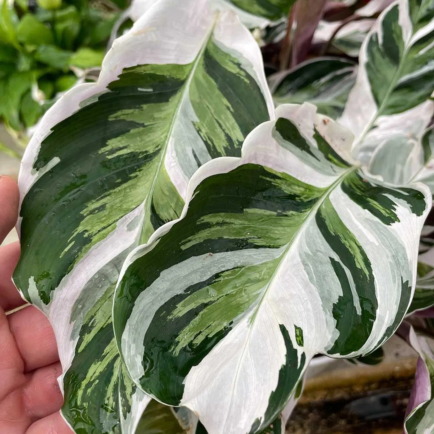 20 - 30cm Calathea White Fusion Prayer Plant 14cm Pot House Plant