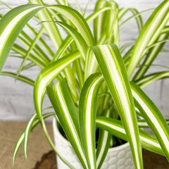 20 - 30cm Chlorophytum Vittatum Spider Plant 12cm Pot House Plant