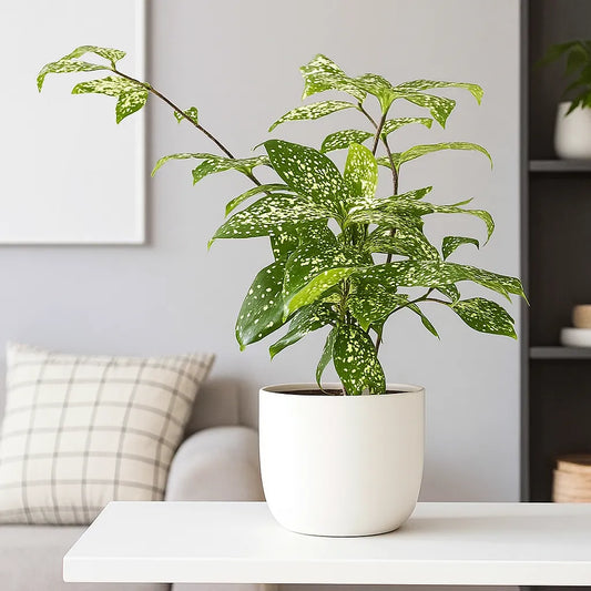 20 - 30cm Dracaena Florida Beauty Surculosa 13cm Pot House Plant