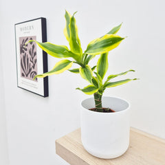 20 - 30cm Dracaena Yellow Margin 13cm Pot House Plant