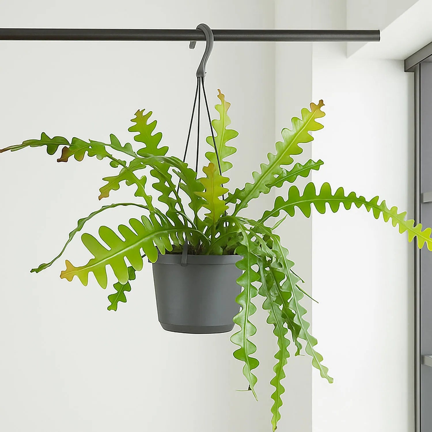20 - 30cm Epiphyllum Anguliger Fish Bone Cactus 17cm Hanging Pot
