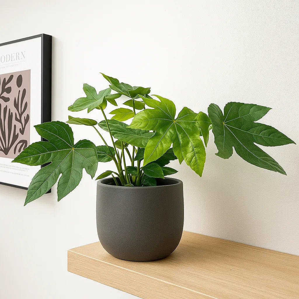 20 - 30cm Fatsia Japonica 12cm Pot House Plant