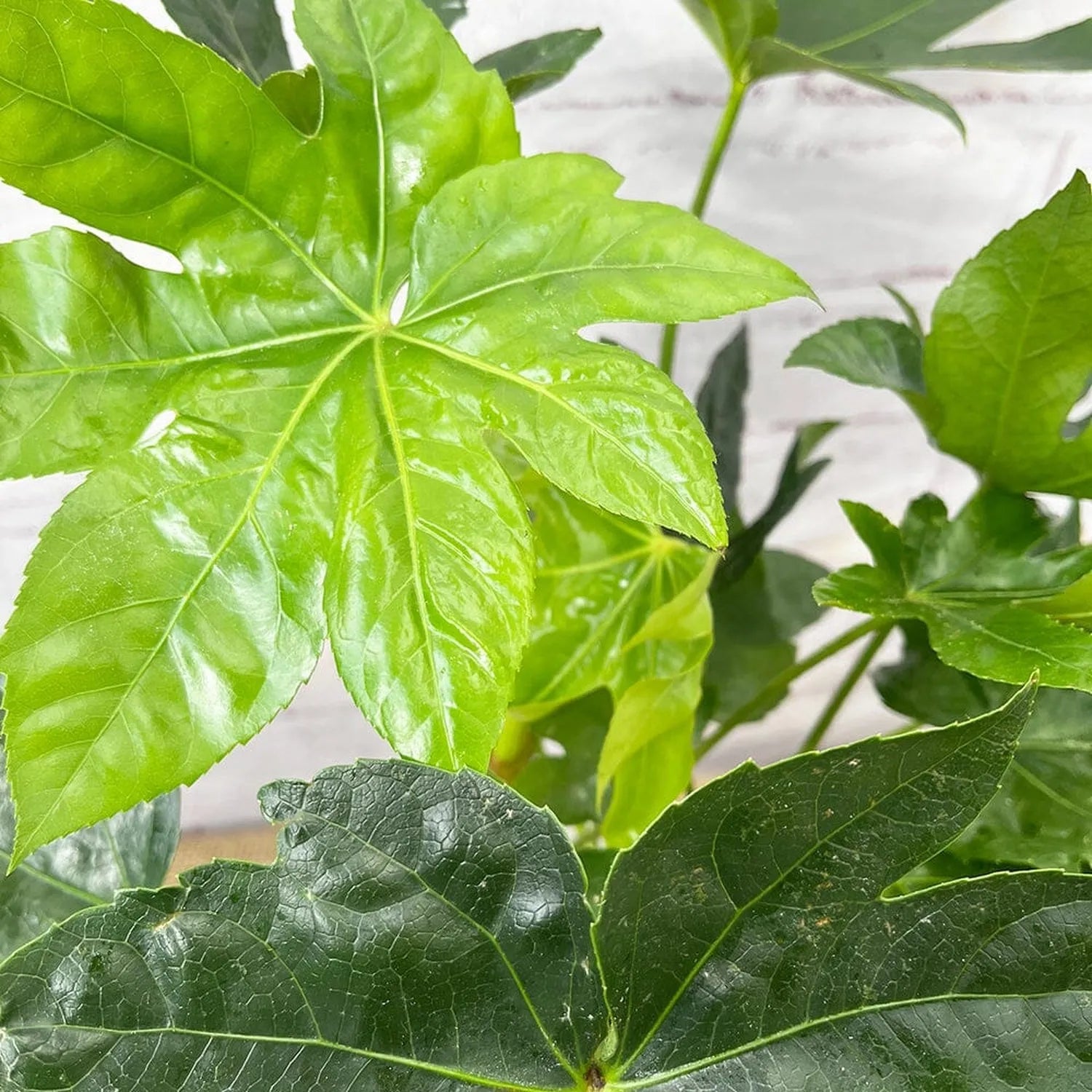 20 - 30cm Fatsia Japonica 12cm Pot House Plant