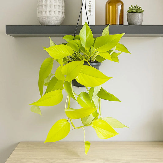 20 - 30cm Golden Pothos Epipremnum in Hanging 15cm Pot