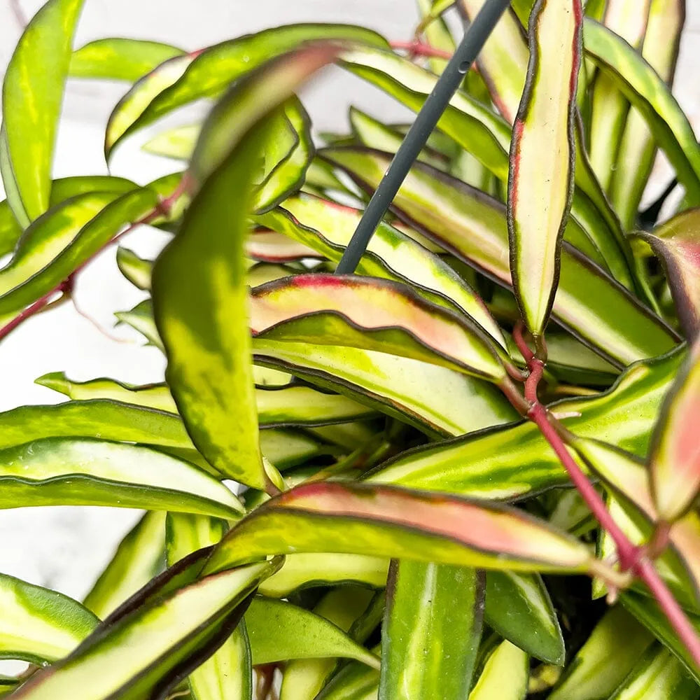 20 - 30cm Hoya Wayetti Variegated Wax House Plant in 14cm Hanging Pot