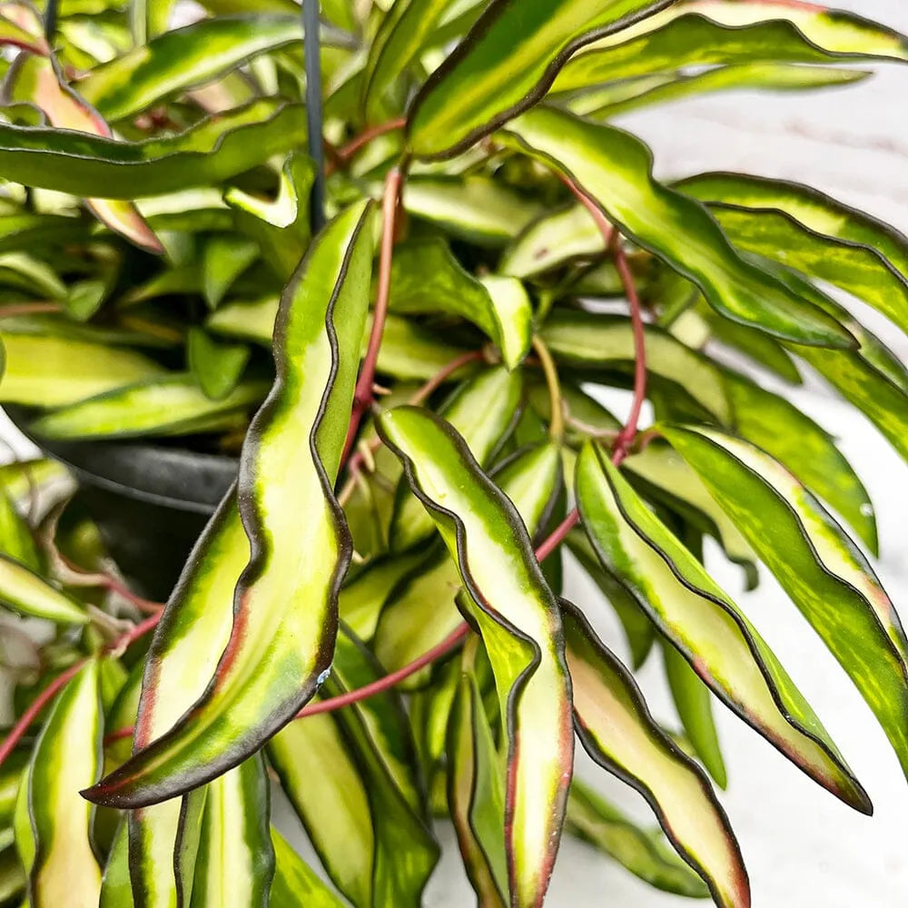 20 - 30cm Hoya Wayetti Variegated Wax House Plant in 14cm Hanging Pot