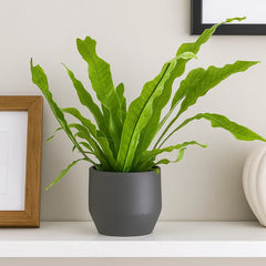 20 - 30cm Microsorum Crocodyllus Fern 12cm Pot House Plant