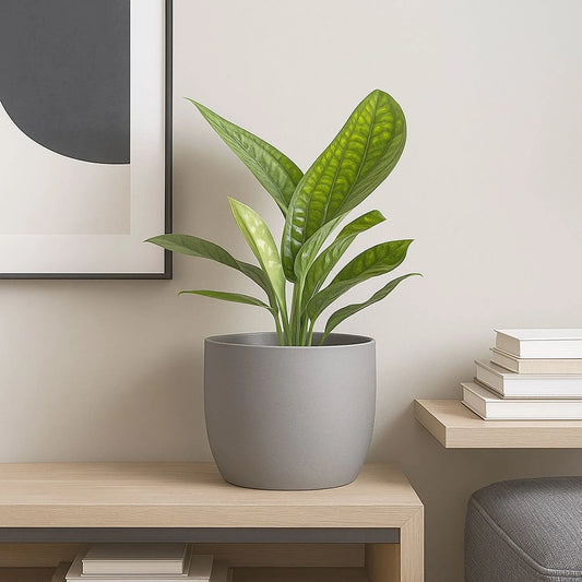 20 - 30cm Monstera Peru Pothos 12cm Pot House Plant