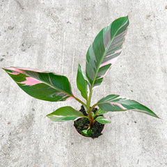 20 - 30cm Musa Pink NoNo Variegata Variegated Banana House Plant 12cm Pot