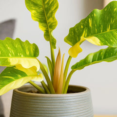 20 - 30cm Philodendron Ring of Fire House Plant 12cm Pot