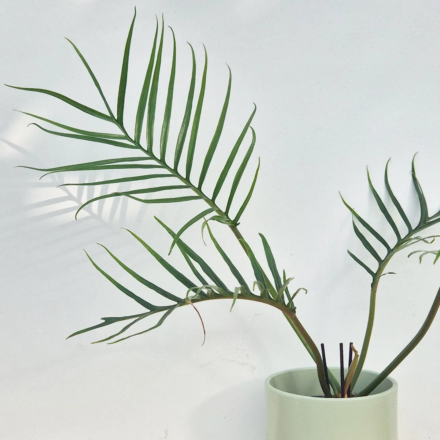 20 - 30cm Philodendron Tortum 11cm Pot House Plant