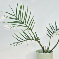 20 - 30cm Philodendron Tortum 11cm Pot House Plant