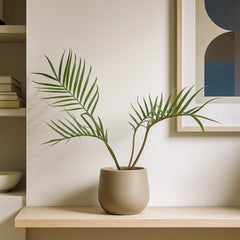 20 - 30cm Philodendron Tortum 11cm Pot House Plant