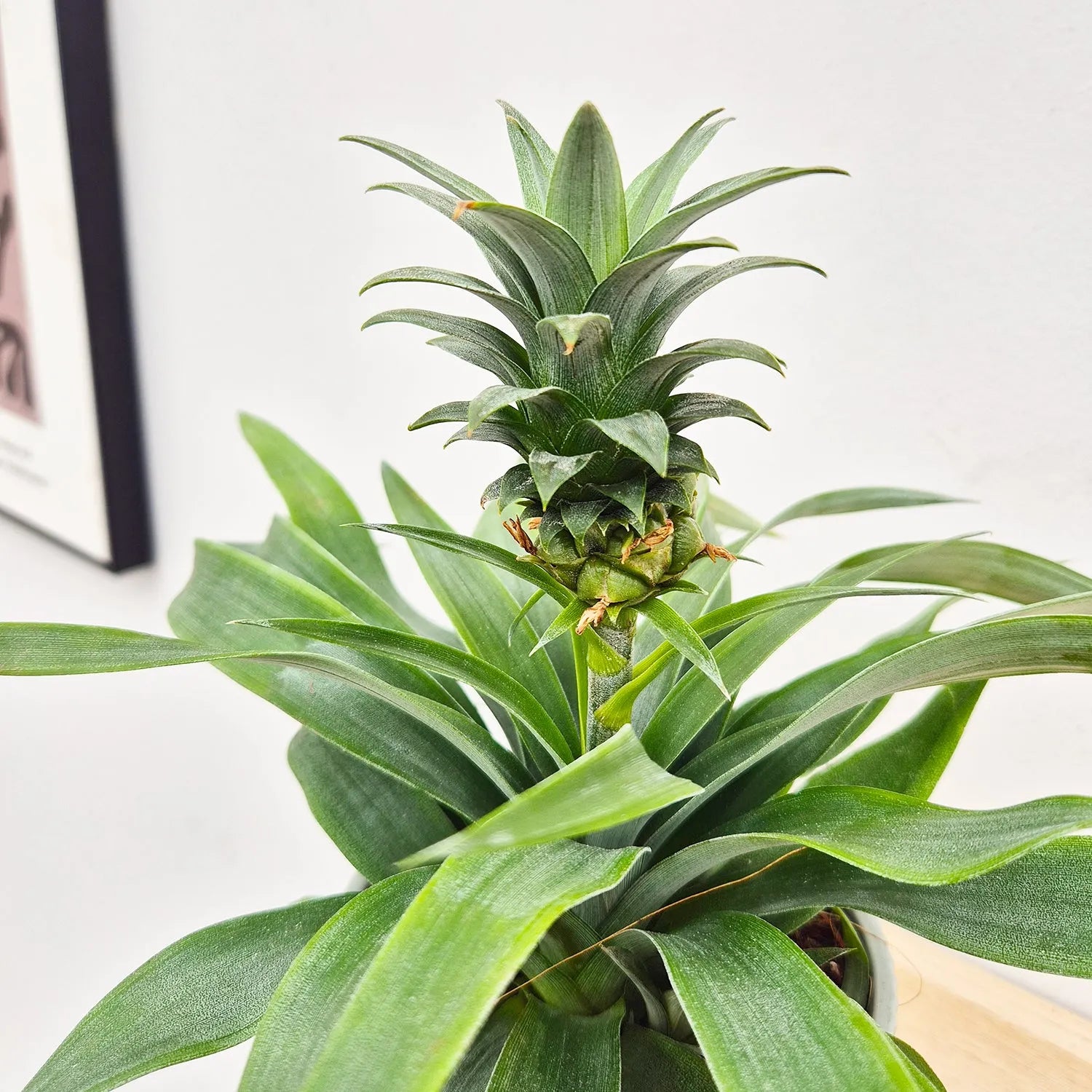 20 - 30cm Pineapple Plant Ananas Corona 12cm Pot House Plant