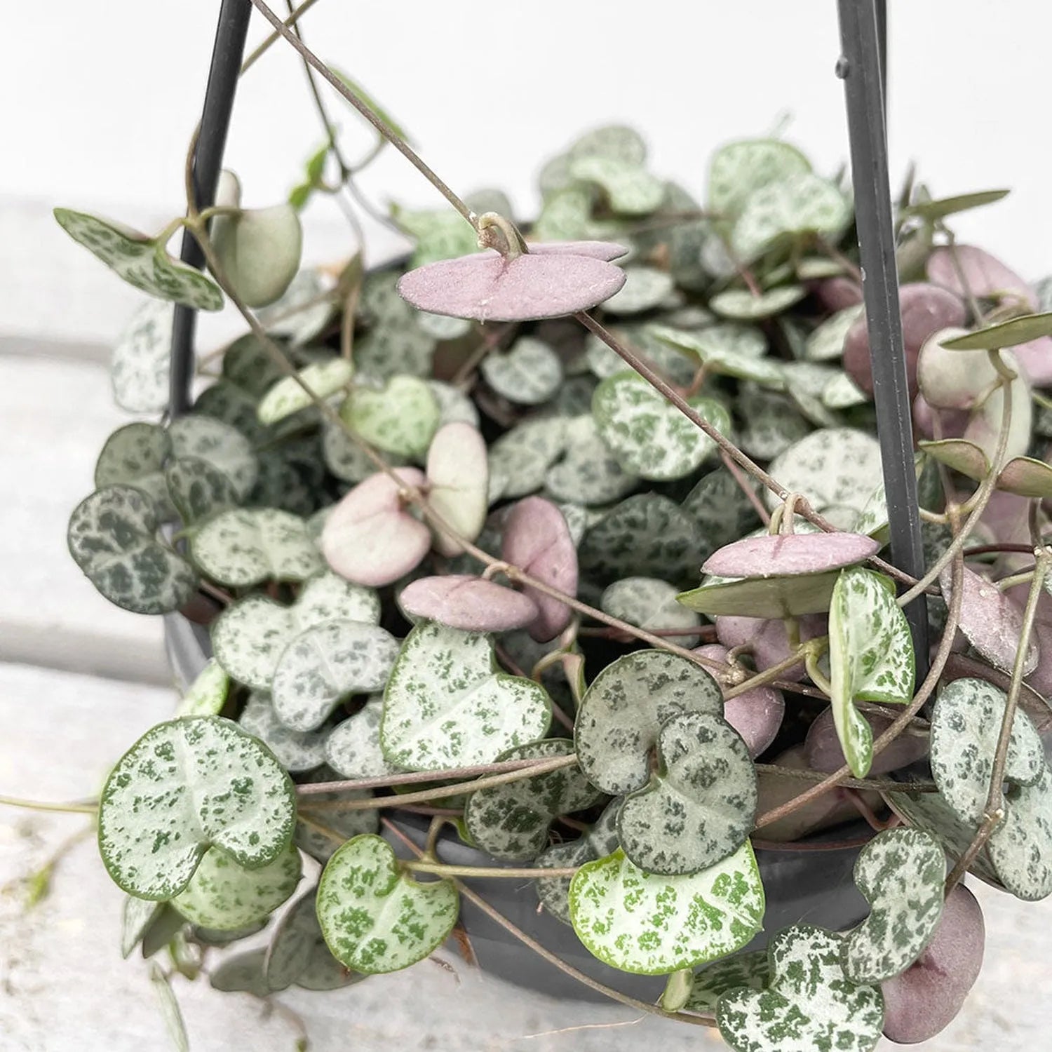 20 - 30cm String of Hearts Ceropegia Woodii Hanging 12cm Pot