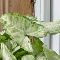 20 - 30cm Syngonium White Butterfly Arrowhead Plant 12cm Pot House Plant