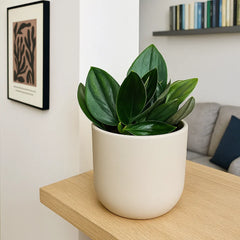 20 - 30cm Treubii Dark Form Pothos Epipremnum 12cm Pot House Plant
