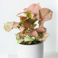 20 - 35cm Syngonium Red Heart Arrowhead Plant House Plant 12cm Pot