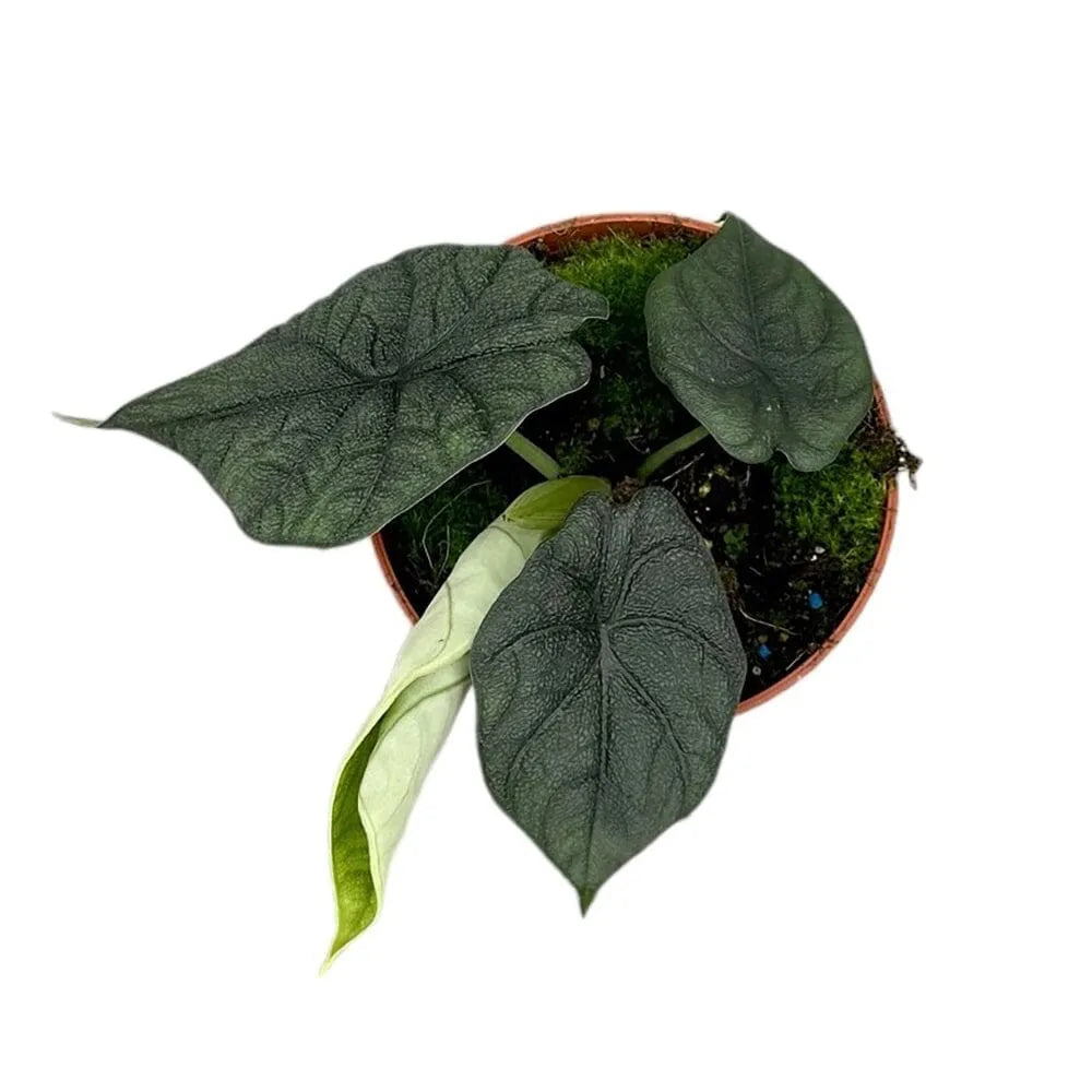 20 cm Alocasia Melo House Plant 14 cm Pot