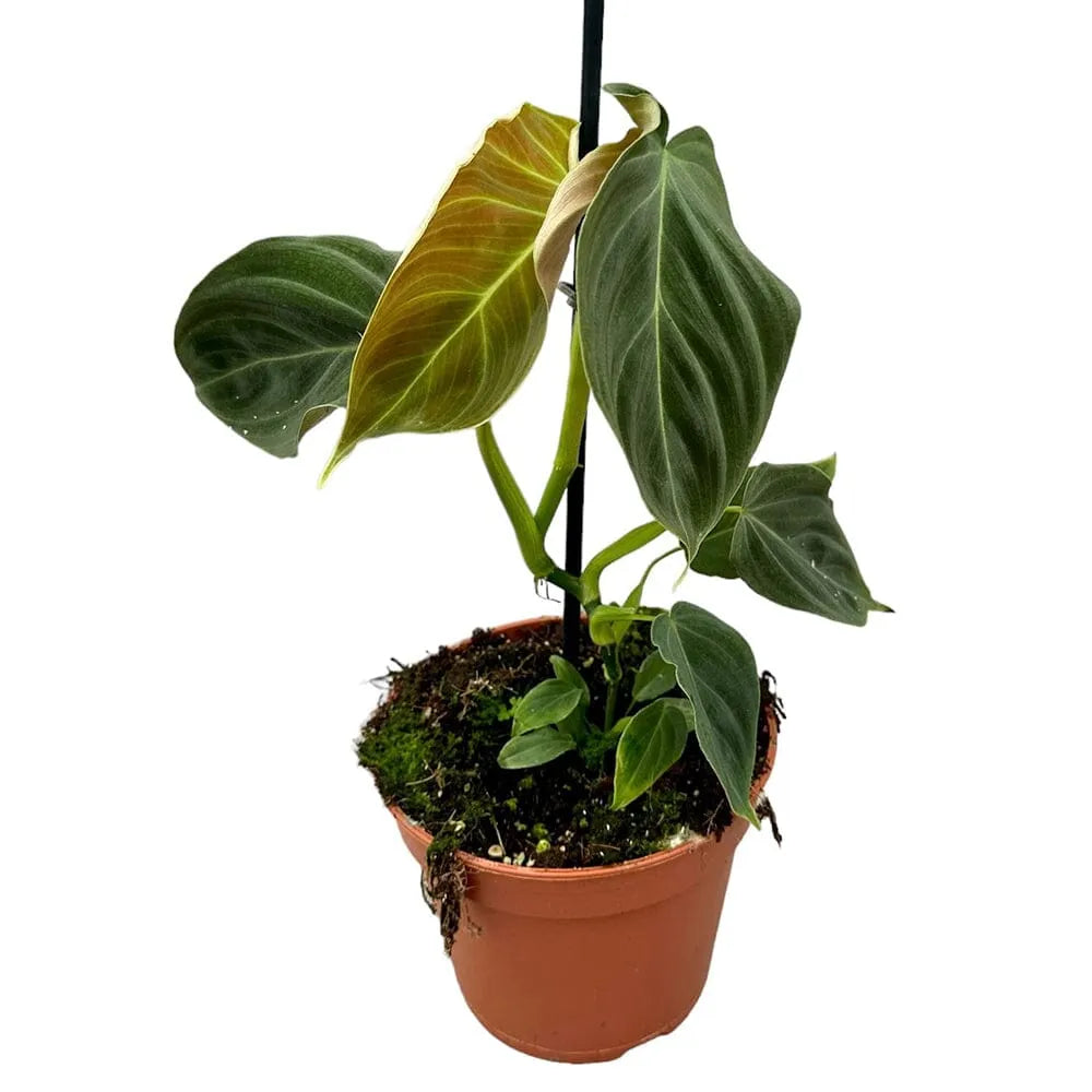 20 cm Philodendron Glorious House Plant 14 cm Pot