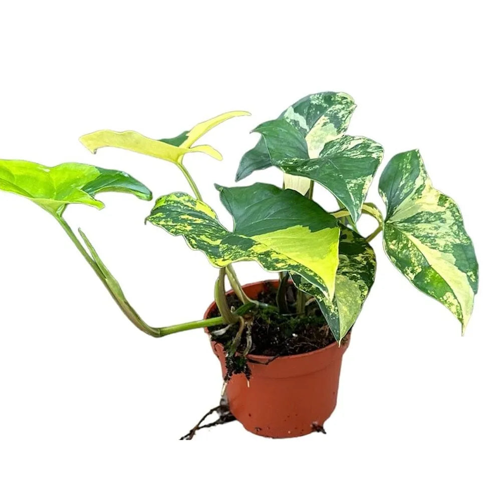 20 cm Syngonium Aurea House Plant 14 cm Pot
