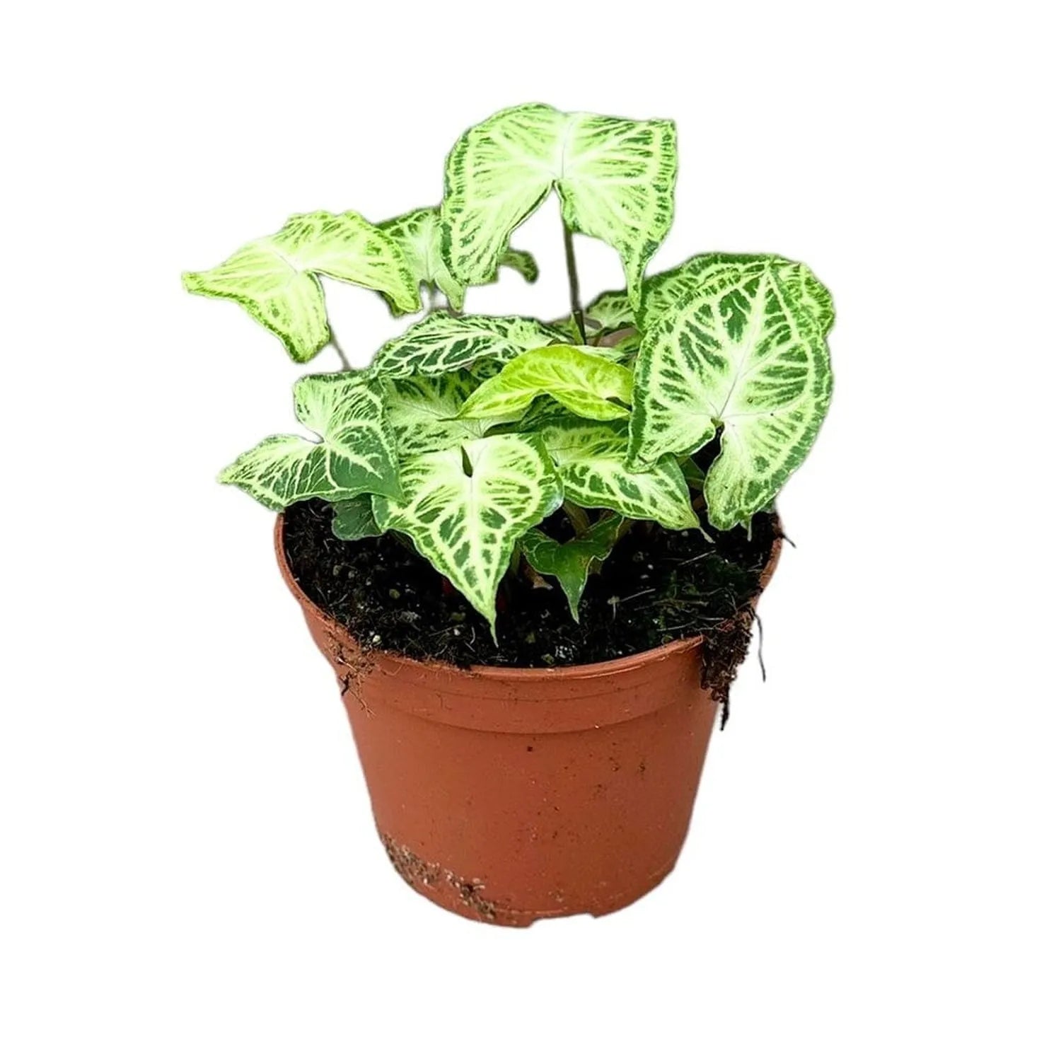 20 cm Syngonium Batik House Plant 14 cm Pot
