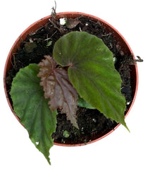 Begonia SP Black Bloodie 8cm Pot 15cm Height House Plant