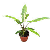 20cm Alocasia Lauterbachiana Variegata House Plant 10,5 cm Pot House Plant