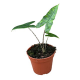 20cm Alocasia Zebrina Reticulata House Plant 10,5 cm Pot House Plant