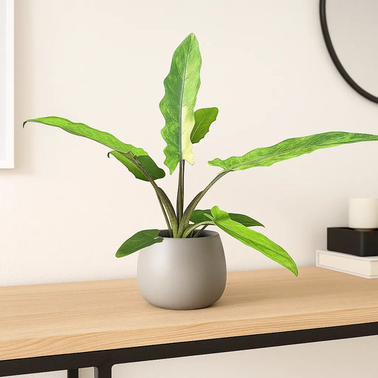 20cm Alocasia Lauterbachiana Variegata House Plant 10,5 cm Pot