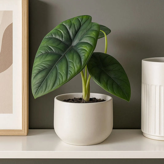 20cm Alocasia Puncakborneensis House Plant 10,5 cm Pot