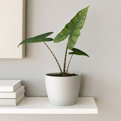 20cm Alocasia Zebrina Reticulata House Plant 10,5 cm Pot