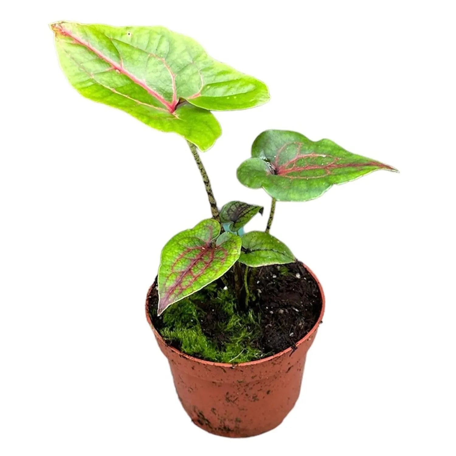 20cm Cyrtosperma Johnstonii House Plant 10.5cm Pot