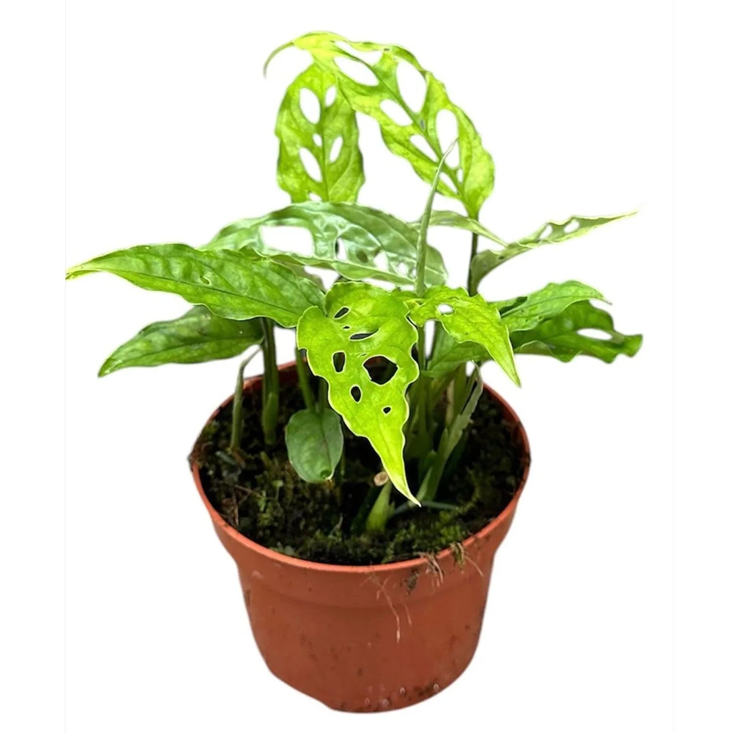 20cm Monstera Obliqua Peru House Plant 10.5cm Pot