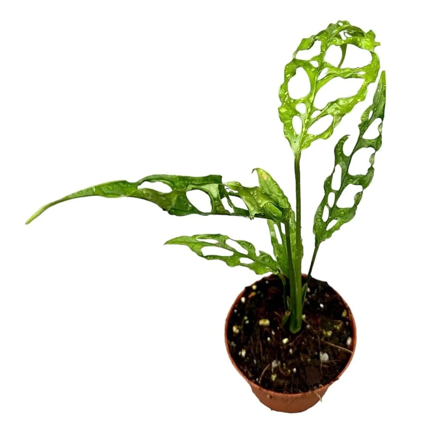 20cm Monstera Obliqua Peru House Plant 10.5cm Pot