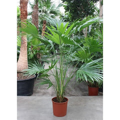 210 - 230cm XXL Livistona Chinensis 34cm Pot 3 Plants in Pot House Plant
