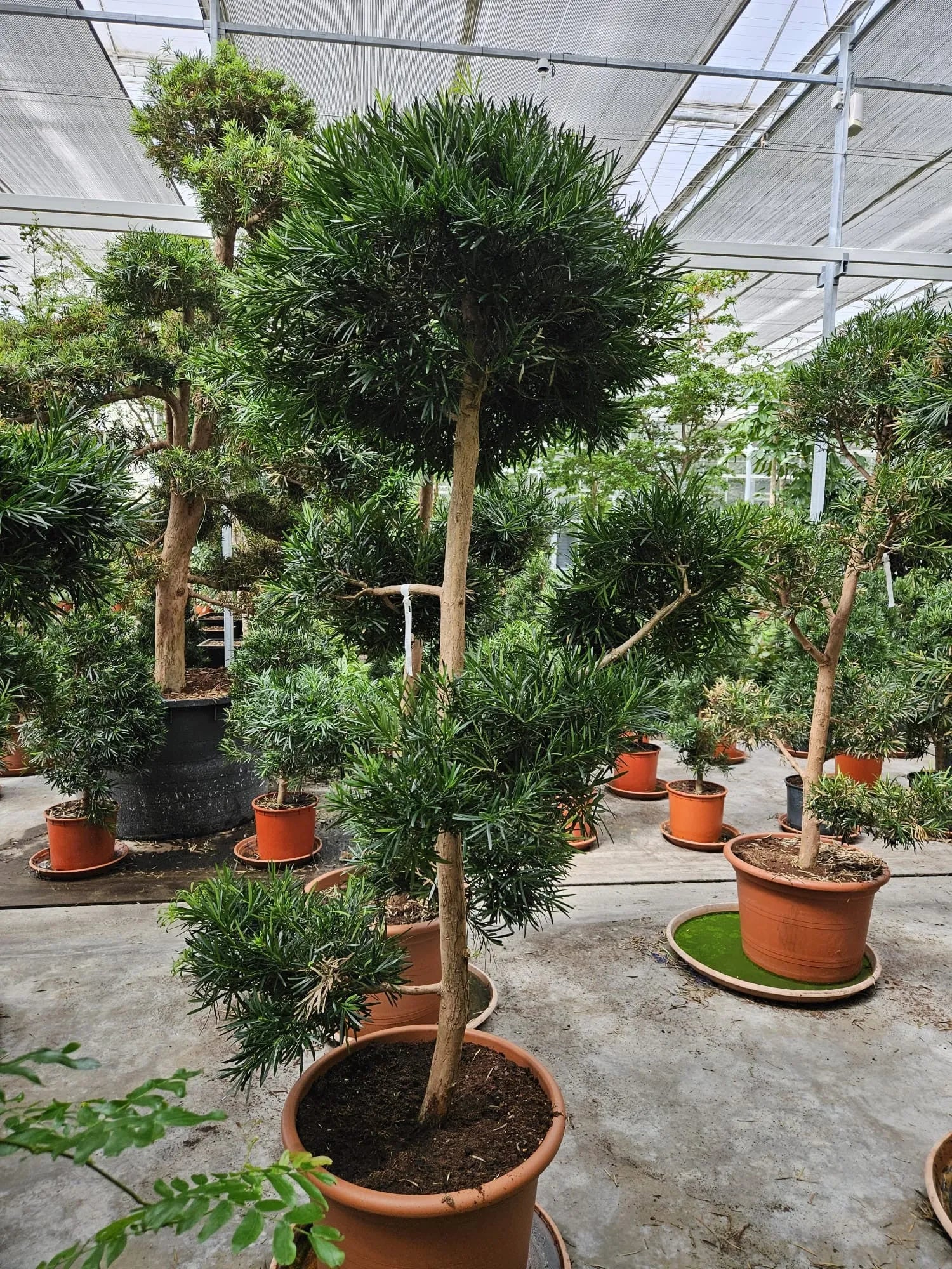 220- 250cm XXL Podocarpus Macrophylla 60cm Pot House Plant