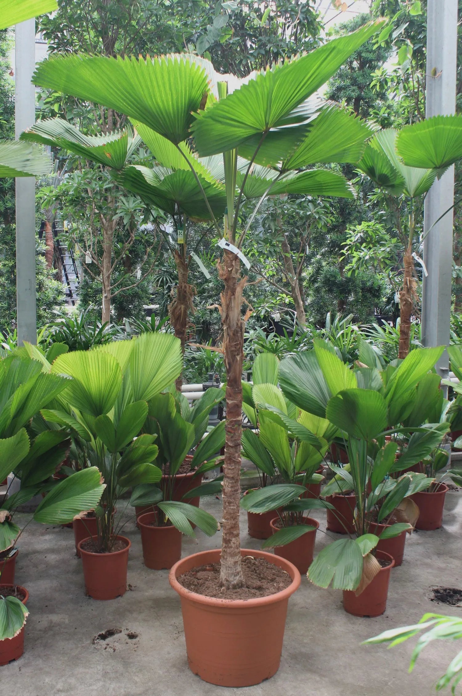 225 - 275cm Licuala Grandis XXL 50cm Pot House Plant