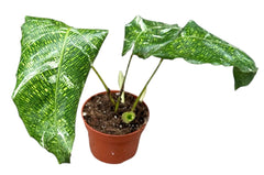 Calathea Musaica Variegata 10.5cm Pot House Plant