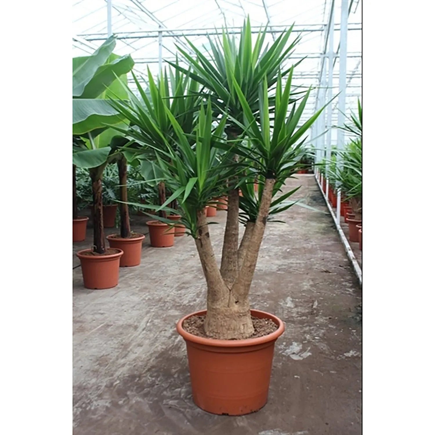 230 - 250cm XXL Yucca Elephantipes 55cm Pot 4 Heads House Plant