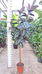 240 - 260cm XXL Ficus Elastica Abidjan 30cm Pot House Plant