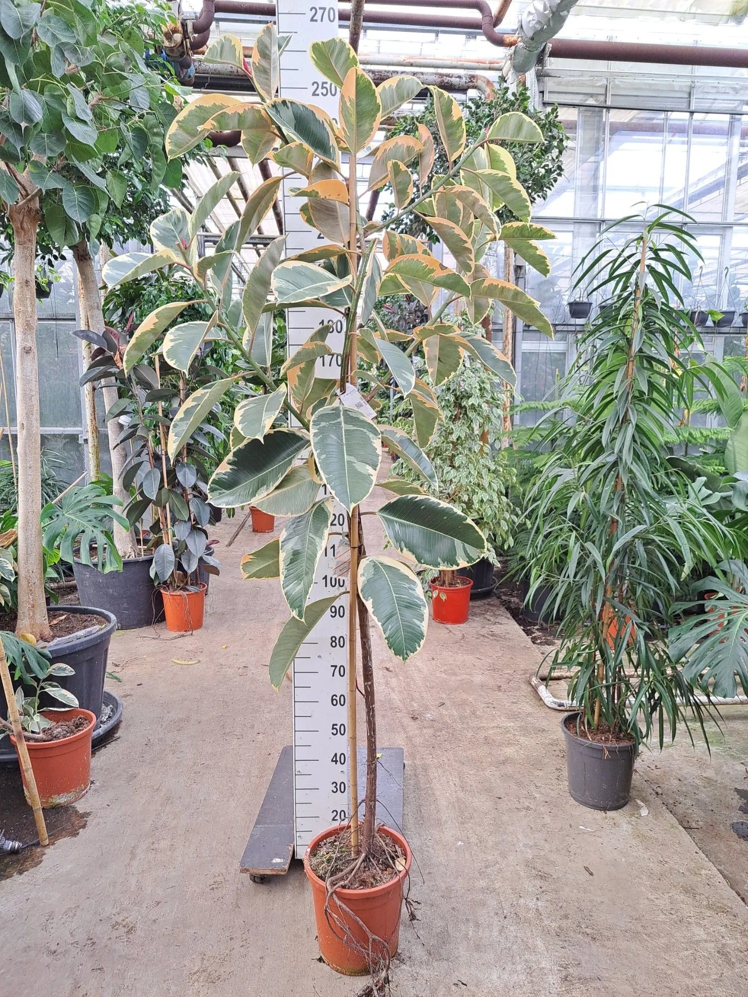 240 - 260cm XXL Ficus Elastica Tineke 30cm Pot House Plant