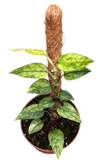 Epipremnum Pinnatum Yellow Mint on Mosspole 10.5cm Pot House Plant