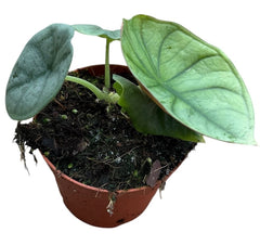 Alocasia Nebula Imperalis 8cm Pot 10cm Height House Plant